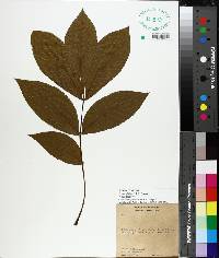 Carya glabra image