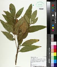 Carya glabra image