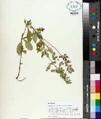 Scutellaria alabamensis image