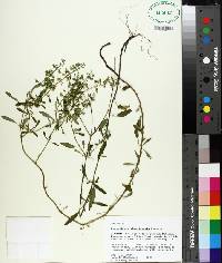 Scutellaria glabriuscula image