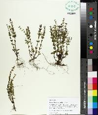 Scutellaria parvula image