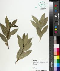 Laurus nobilis image