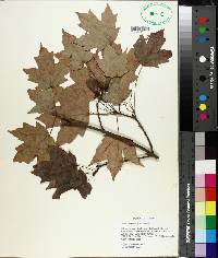 Acer barbatum image