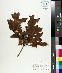 Quercus lyrata image