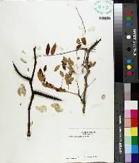 Gleditsia aquatica image