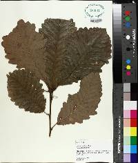 Quercus michauxii image