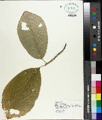 Magnolia acuminata image