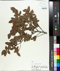 Ulmus crassifolia image