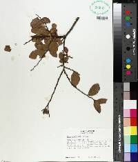 Ulmus crassifolia image