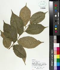 Ulmus rubra image