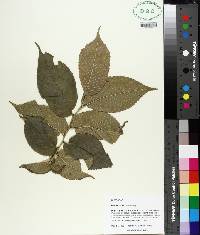 Ulmus rubra image