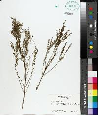 Lythrum lineare image