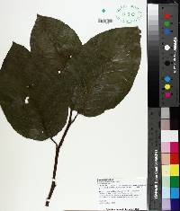 Magnolia acuminata image