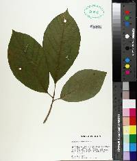 Magnolia acuminata image