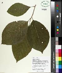 Magnolia acuminata image