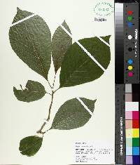 Magnolia acuminata image