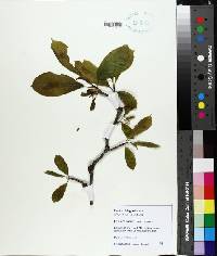 Magnolia soulangeana image