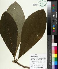 Magnolia tripetala image