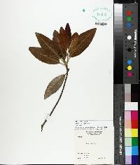 Magnolia virginiana image