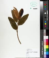 Magnolia virginiana image