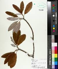 Magnolia virginiana image