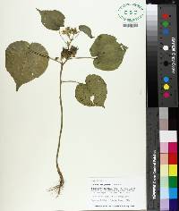 Abutilon theophrasti image