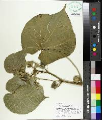 Abutilon theophrasti image