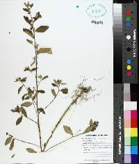 Sida rhombifolia image