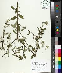 Sida rhombifolia image