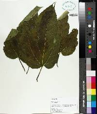 Broussonetia papyrifera image