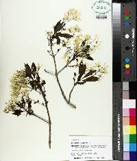 Chionanthus virginicus image