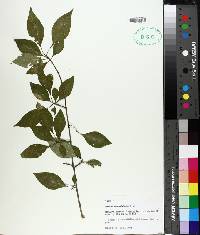 Forestiera acuminata image