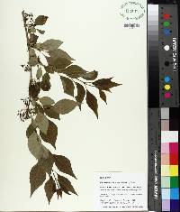 Forestiera acuminata image