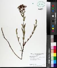 Hypericum sphaerocarpum image