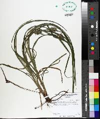 Carex louisianica image