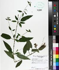 Lysimachia radicans image