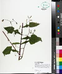 Lactuca floridana image