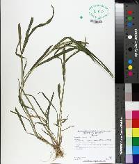 Echinochloa colona image