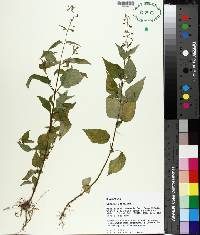 Circaea canadensis image