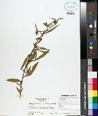 Ludwigia octovalvis image