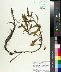 Ludwigia peploides image