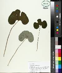 Sanguinaria canadensis image