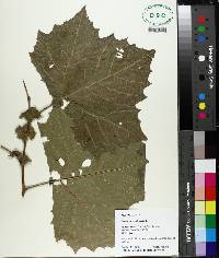 Platanus occidentalis image