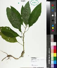 Phytolacca americana image