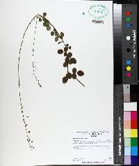 Desmodium lineatum image