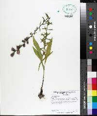 Liatris aspera image