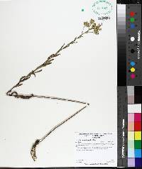 Brickellia eupatorioides image