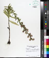 Liatris aspera image