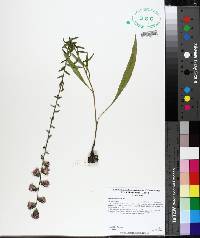 Liatris aspera image