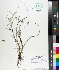 Carex complanata image